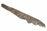 Fossil Hadrosaur (Maiasaura?) Ulna Bone - Montana #214276-6